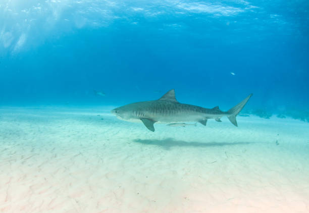 istock Tiger shark at Tigerbeach, Bahamas 1025885656