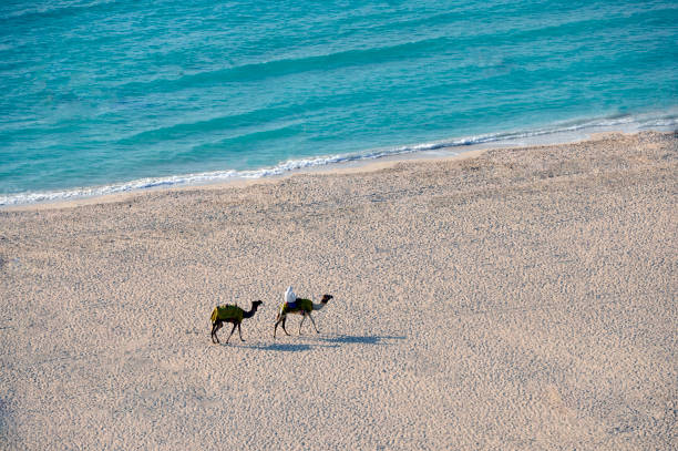 istock Camels on the beach 1025885786