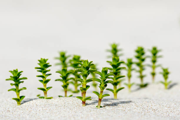 Myriophyllum aquaticum in outdoor in Spring