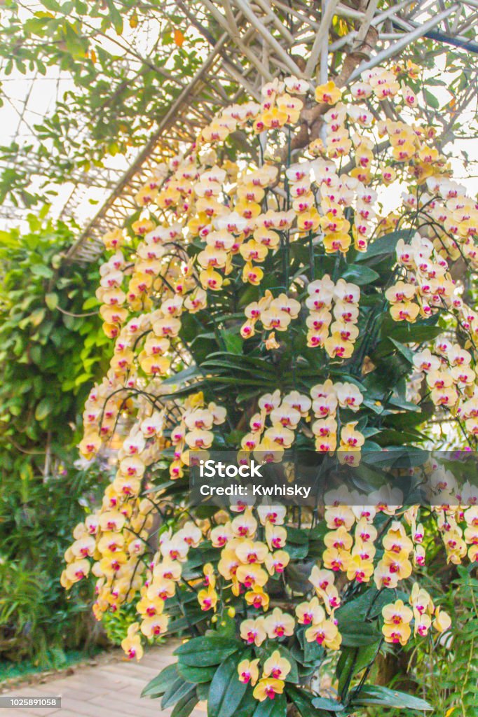 Foto de Flores De Orquídea Phalaenopsis Amarelas Com Pólen Roxa E Folhas  Verdes Phalaenopsis Ou Orquídea Traça Elegante É Uma Das Mais Belas Com  Folhas Carnudas E Flores Em Uma Enorme Gama