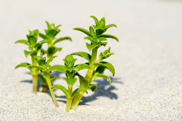 sea sandwort in the sand on the baltic seashore, selective focus