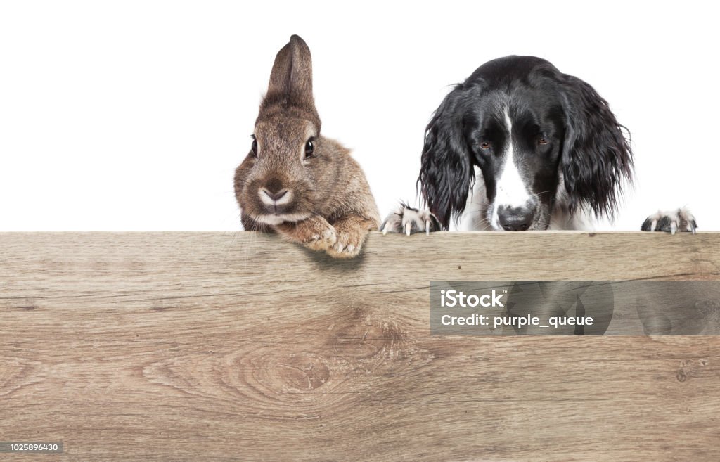 Bois de chien et lapin - Photo de Allemagne libre de droits