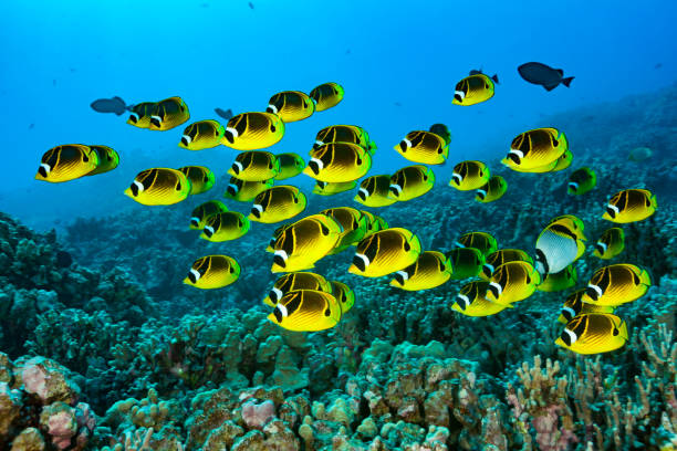 Large School of Raccoon Butterflyfish Chaetodon lunula over Coral Reef, Big Island, Hawaii It is quite rare to see the Raccoon Butterflyfish Chaetodon lunula in such large aggregations, of about 70 specimen.  

The species attains 20cm and occurs all over tropical Indo-Pacific Ocean except Red Sea, Arabian Sea and Persian Golf (but in South Oman). Inbetween just one Lined Butterflyfish Chaetodon lineolatus who has a similar occurrence, but is quite rare in Hawai'i.   

USA, Hawai'i, West Coast Big Island at 13m depth 
19°40'17.747" N 156°1'52.991" W school of fish photos stock pictures, royalty-free photos & images