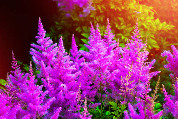 istock Bright and colorful flowers. 1025911940