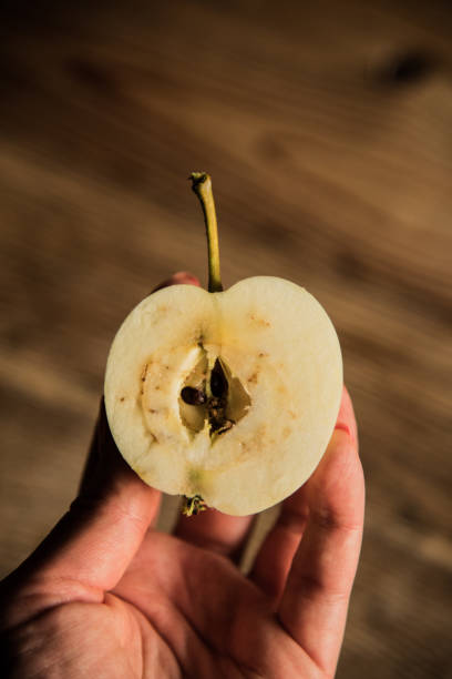 istock Worm eaten apple in hand 1025918938