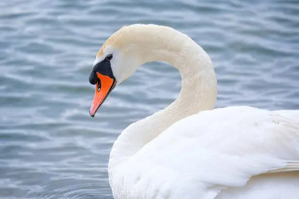 Close-up shot of an adorable white curve neck swan swimming in the lake.