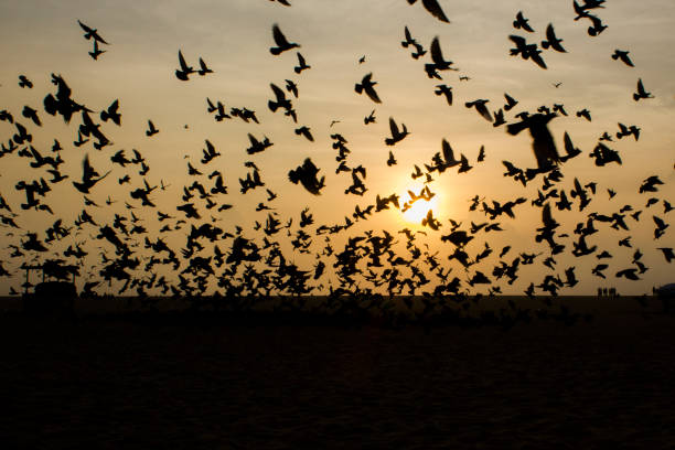 istock pigeons on fly at marina beach during sunrise 1025922188