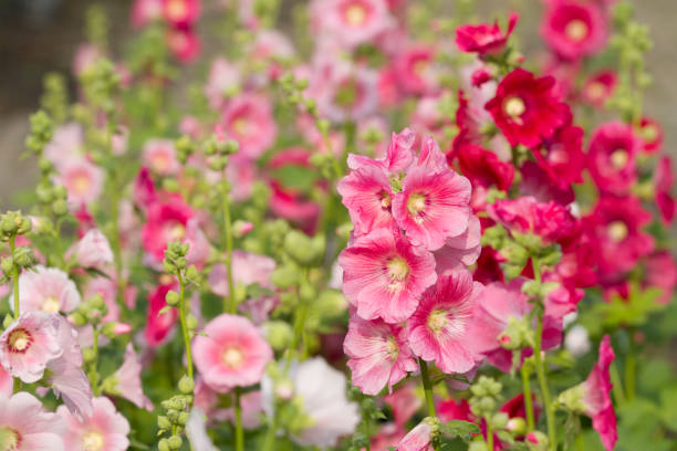 istock Pink hollyhock flower in garden 1025922978