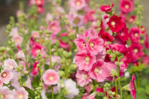 Pink hollyhock flower in garden