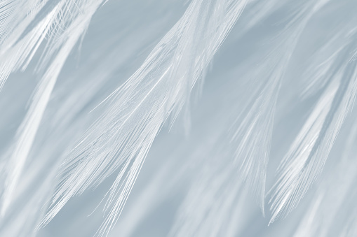 Black And White Vintage Color Trends Chicken Feather Texture Background