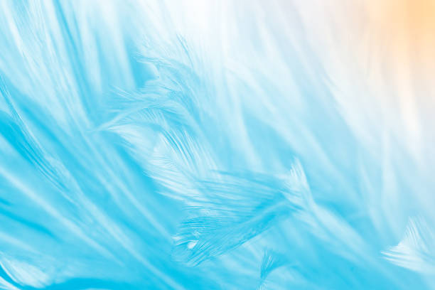 istock blue color trends chicken feather texture background,Light orange 1025929580