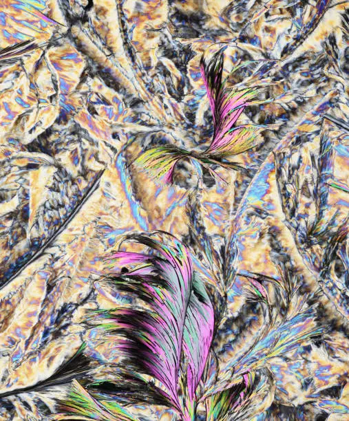 Photo through a microscope of crystals grown from the melt of stearic acid. Polarized light technology.
