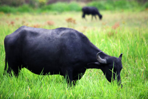 istock water buffalo eating fresh grass in a field 1025941190