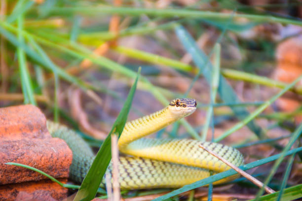 istock Cute golden tree snake (Chrysopelea ornata) is slithering on cluttered grass. Chrysopelea ornata is also known as golden tree snake, ornate flying snake, golden flying snake, found in Southeast Asia. 1025941670