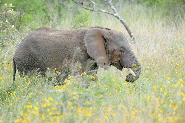African Elephant (Loxodonta africana) African Elephant (Loxodonta africana) foraging between yellow flowers, Akagera National Park, Rwanda akagera national park stock pictures, royalty-free photos & images