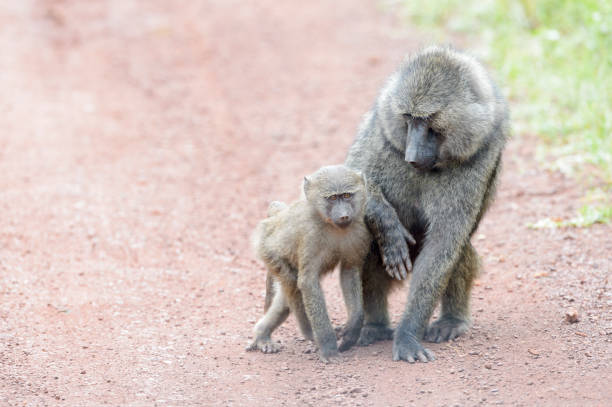 Olive baboon (Papio cynocephalus anubis) Olive baboon (Papio cynocephalus anubis) mother and child playing on the ground, Akagera National Park, Rwanda, Africa akagera national park stock pictures, royalty-free photos & images