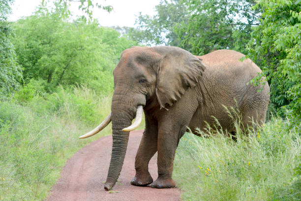 African Elephant (Loxodonta africana) African Elephant (Loxodonta africana) crossing the road, Akagera National Park, Rwanda, Africa akagera national park stock pictures, royalty-free photos & images