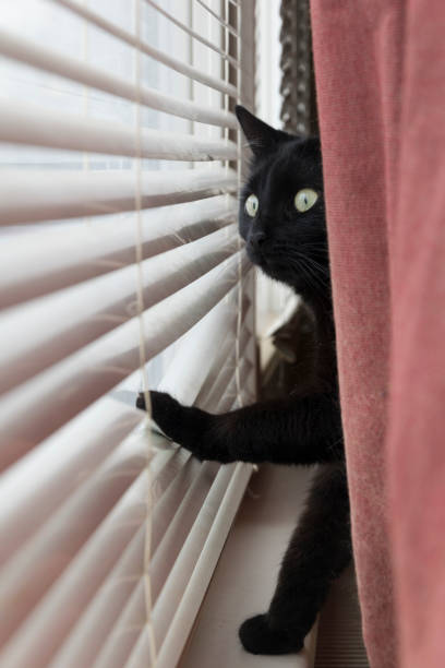 istock black cat, loking out of windows 1025945626