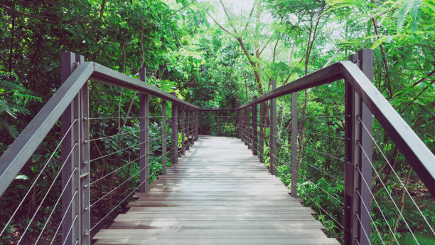 istock Wooden bridge in deep forest, natural vintage background 1025946440