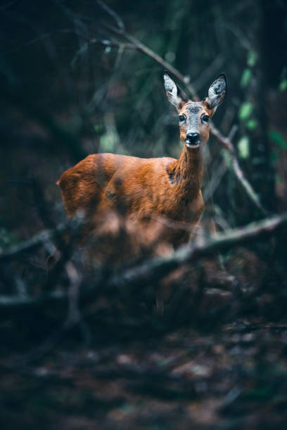 Roe deer standing between twigs in forest looking towards camera.