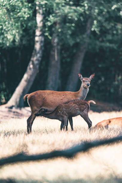 istock Calf deer drinking from mother. 1025951716