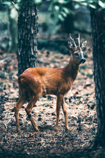 istock Roebuck standing in woodland. 1025951730