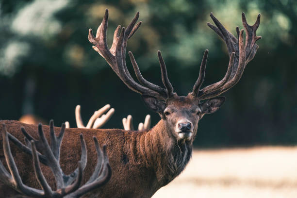 istock Red deer stag with velvet antlers looking towards camera. 1025951738