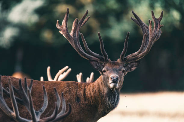 istock Red deer stag with velvet antlers looking towards camera. 1025951768