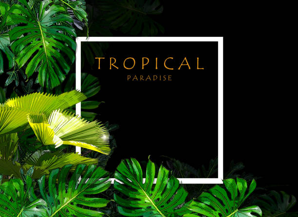 istock tropical plants frame floral design background 1025954112