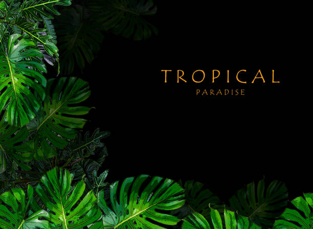 istock tropical plants frame floral design background 1025954150