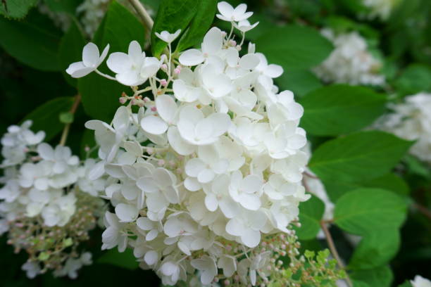 istock flowering white hydrangea flowers. summer park outdoors 1025955314