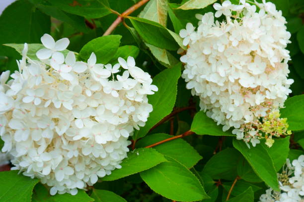 istock flowering white hydrangea flowers. summer park outdoors 1025955878