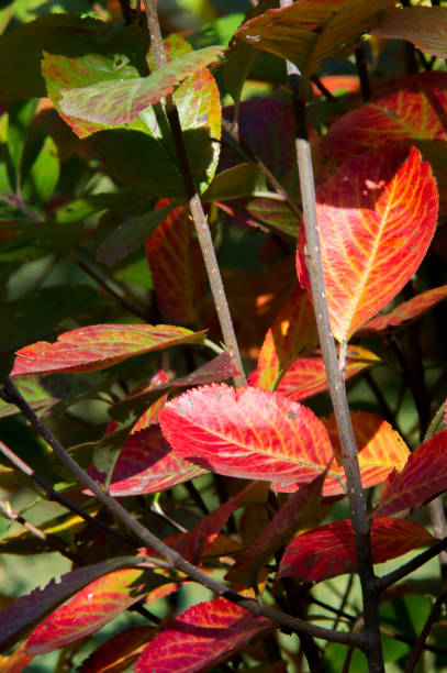 istock Texture, background, pattern. Yellow red autumn leaves on a tree. Beautiful Warm Photo 1025956050