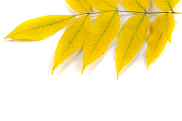 Texture, background, pattern. Yellow autumn leaves of a linden tree
