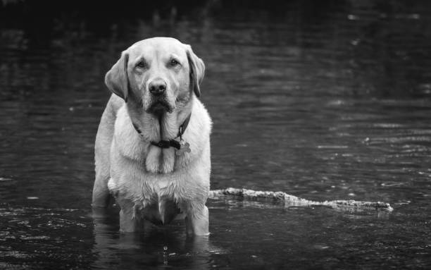 istock Golden Retriever in Water 1025959212