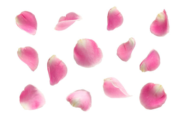 pink rose falling petals ioslated on white