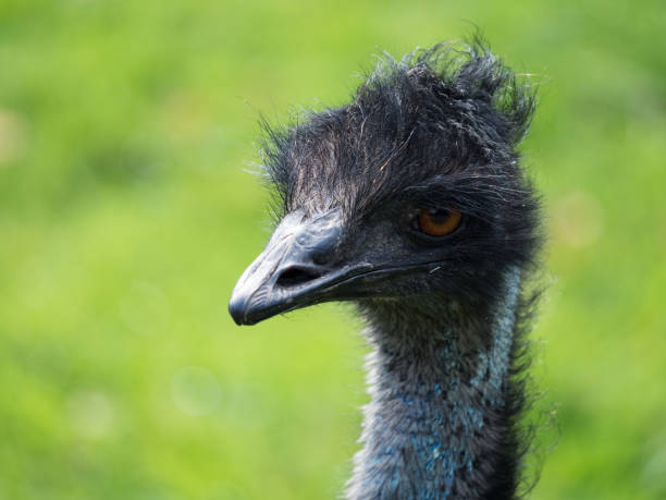 istock Bird of Australia Emu 1025959516