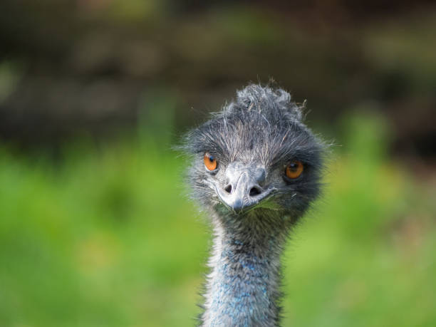 istock Bird of Australia Emu 1025959622