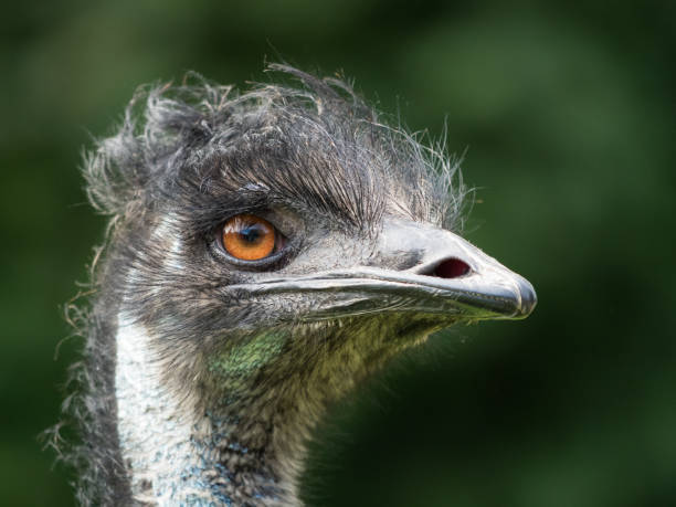istock Bird of Australia Emu 1025959880