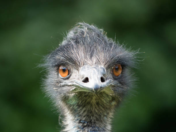 istock Bird of Australia Emu 1025960056
