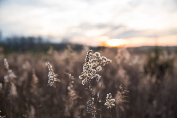 istock Dried Wild Grass and Country Fields with Winter Sunset in Blurred Background 1025960428