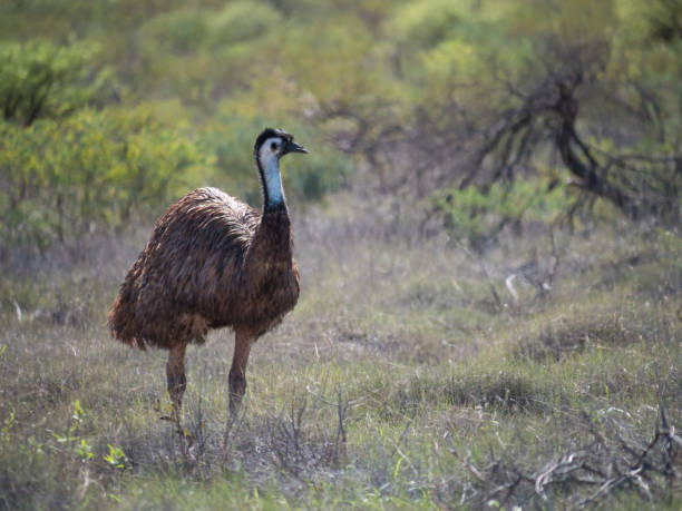istock Bird of Australia Emu 1025960640