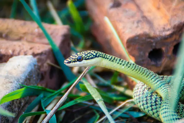 Photo of Cute golden tree snake (Chrysopelea ornata) is slithering on cluttered grass. Chrysopelea ornata is also known as golden tree snake, ornate flying snake, golden flying snake, found in Southeast Asia.