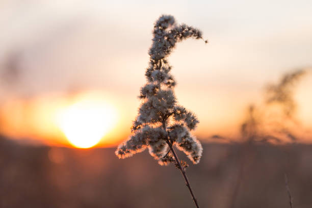 istock Dried Wild Grass and Country Fields with Winter Sunset in Blurred Background 1025962936