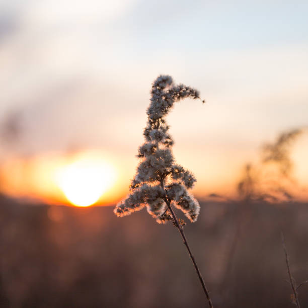 istock Dried Wild Grass and Country Fields with Winter Sunset in Blurred Background - Square Version 1025963092