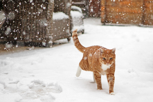 Ginger Cat in the snow