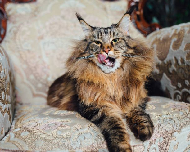 istock Maine Coon cat on antique chair 1025965970