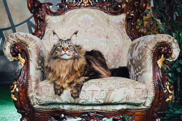 istock Maine Coon cat on antique chair 1025966470