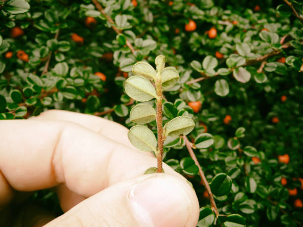 istock Man is holding a small green plant in his hand. 1025966534