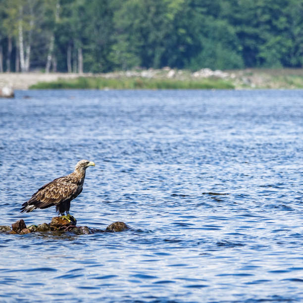 흰 꼬리이 글 (haliaeetus albicilla). 군도 풍경에 바다에서 바위에 앉아 바다 독수리 - white tailed eagle sea eagle eagle sea 뉴스 사진 이미지